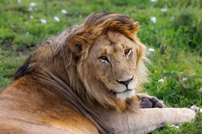 a lion laying in a field of grass at Nyirenda Homestay Kilimanjaro in Moshi