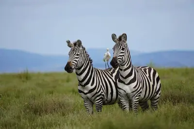 two zebras standing next to each other in a field at Nyirenda Homestay Kilimanjaro in Moshi