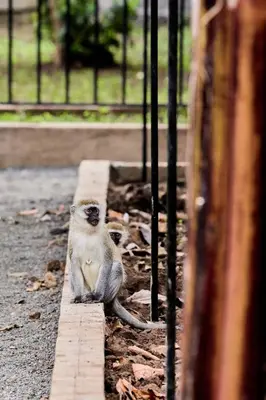 a monkey sitting on the side of a fence at Arusha Farm House in Arusha
