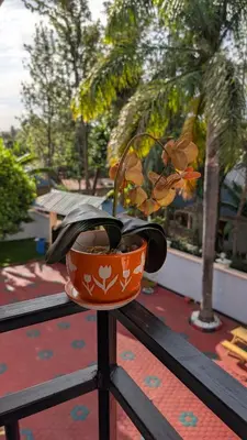 a plant in a pot sitting on top of a rail at Kilimanjaro Helichrysum Homes in Arusha