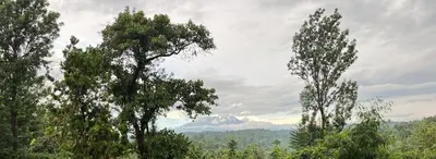 a group of trees with a mountain in the background at West Kilimantis in Bondeni Boloti