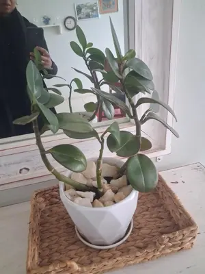 a plant in a white vase on a table at LAVENDER Residence Arusha in Arusha