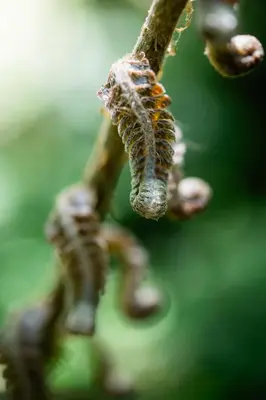 a close up of a branch of a plant at Koroi Forest Camp in Arusha