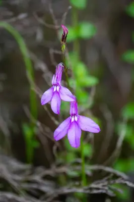 a group of purple flowers on a plant at Koroi Forest Camp in Arusha