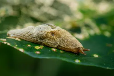 a frog sitting on a green leaf at Koroi Forest Camp in Arusha