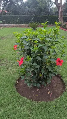 a bush with red flowers in the grass at I LOVE AFRICA VILLAs in Moshi