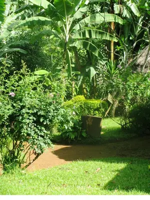Gallery image of Banana Jungle Lodge in Moshi