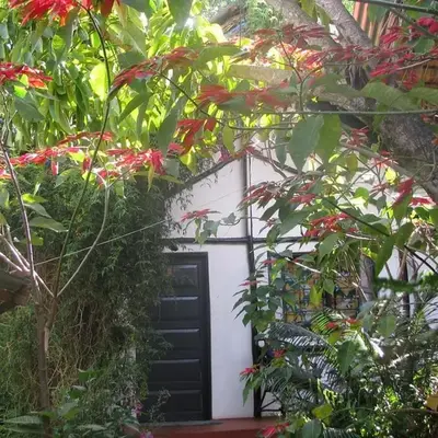 Banana Jungle Lodge