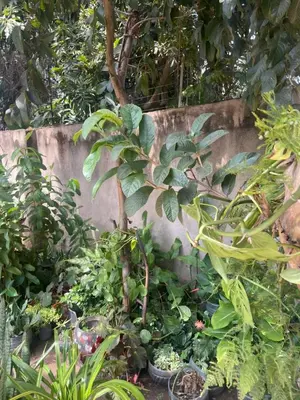 a garden with many plants and a concrete wall at Bantulaki House in Arusha
