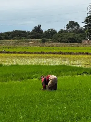 a person standing in a field of green grass at Kinyaiya's Sereniry Farmstay