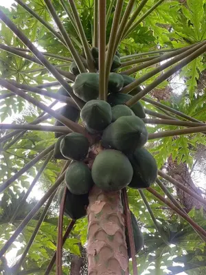 a bunch of green fruit on a palm tree at Hill Park Lodge Moshi in Shiri
