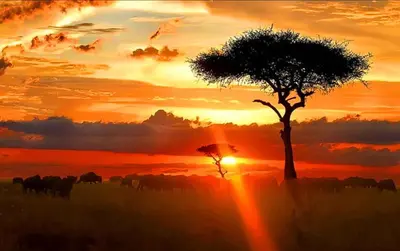 a herd of animals walking in front of a sunset at Africa Sky Lodge, Bar and Restaurant in Karatu