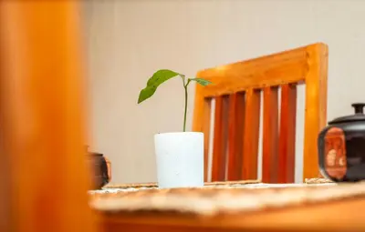 a plant in a white vase sitting on a table at Ukarimu Hosts in Arusha