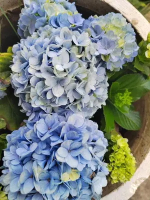 a bunch of blue flowers in a wooden basket at Our Stay Mlima in Arusha
