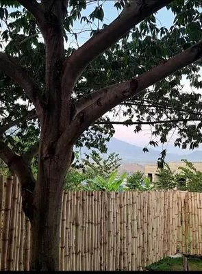 a tree in front of a wooden fence at Pumzika hill homes in Arusha
