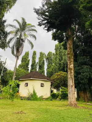 a small house in a field with a palm tree at Kilimanjaroo Inn in Moshi