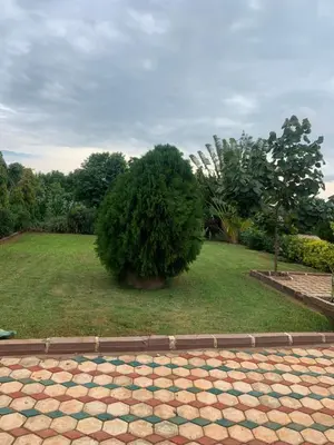 a large bush sitting in the middle of a yard at Aa peaceful resting home in Karatu