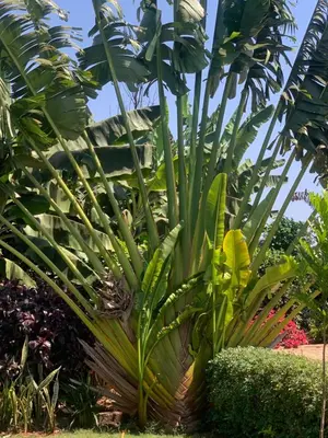 a large palm tree in a garden at Aa peaceful resting home in Karatu