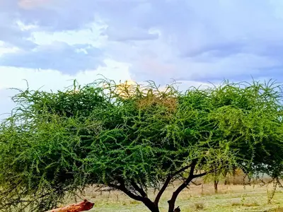 a tree in the middle of a field at Anapa Lodge and Camp in Mto wa Mbu