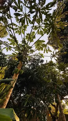 a tree with lots of fruit on it at Sanplay Homes in Arusha