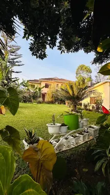 a garden with a table with plants in the grass at Sanplay Homes in Arusha