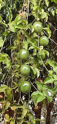 a bunch of green fruit on a plant at J&T Homestay in Karatu