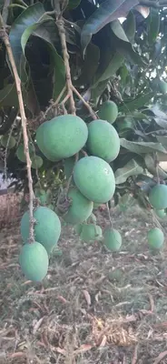 a bunch of green fruit hanging from a tree at J&T Homestay in Karatu