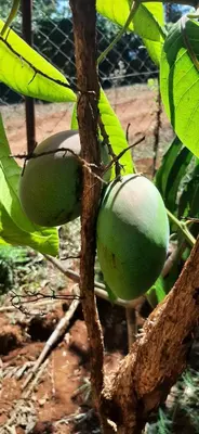 two green fruit hanging from a tree branch at J&T Homestay in Karatu