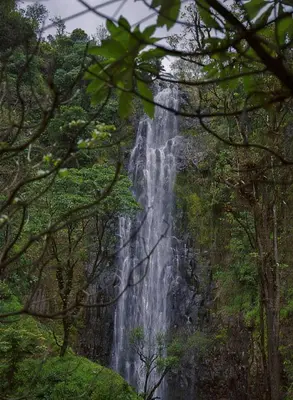 a waterfall in the middle of a forest at Materuni Home Stay in Uru East