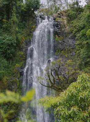 a waterfall in the middle of a forest at Materuni Home Stay in Uru East