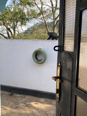a black cat sitting on a wall with a door at Tulivu house in Arusha