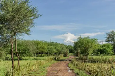 a dirt road in the middle of a field with trees at Naramatisho Women's Centre in Makuyuni
