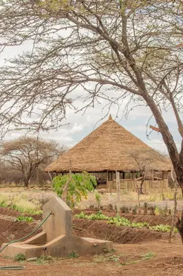 a hut with a thatched roof in a field at Naramatisho Women's Centre in Makuyuni