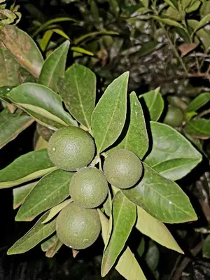 a bunch of green fruit on a tree at Kinyanjui's homes 004 in Kirua