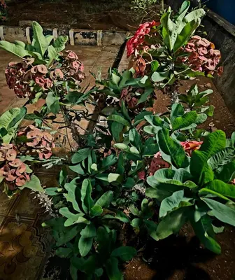 a group of flowers and plants in a garden at Kinyanjui's homes 004 in Kirua