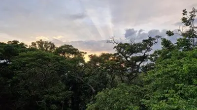 a group of trees with a sunset in the background at Kilimanjaro Village Hotel