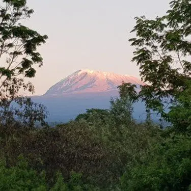 a snow covered mountain in the distance behind trees at Kilimanjaro Village Hotel