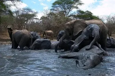 a herd of elephants playing in the water at Summit Scape Adventures Safaris Limited in Arusha