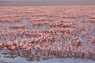 a flock of pink birds standing in the water at Summit Scape Adventures Safaris Limited in Arusha