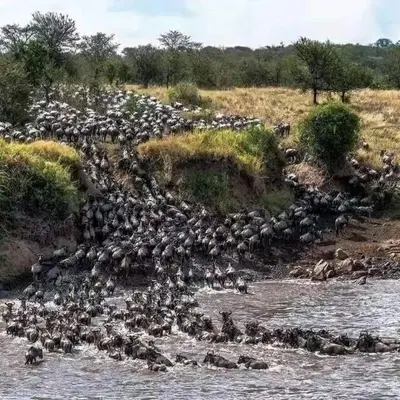 a large herd of animals crossing a river at Summit Scape Adventures Safaris Limited in Arusha
