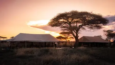 a group of tents in a field with a tree at Mawe Tented Camp in Serengeti