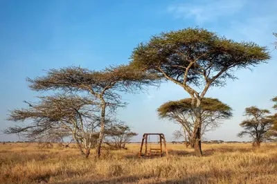 an old swing set in a field with a tree at Mawe Tented Camp in Serengeti