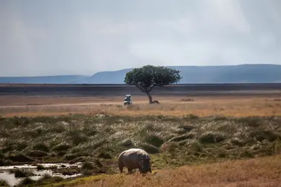 a rhino grazing in a field with a tree at Mawe Tented Camp in Serengeti
