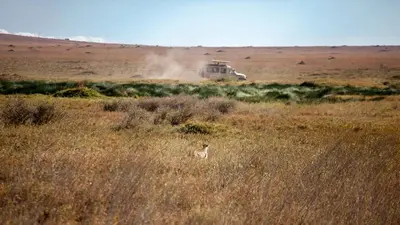 a gazelle standing in the middle of a field at Mawe Tented Camp in Serengeti