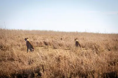 two animals standing in a field of tall grass at Mawe Tented Camp in Serengeti
