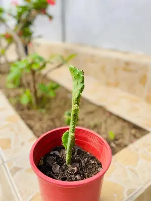 a small green plant in a red pot at KidotuiVillaHome in Arusha