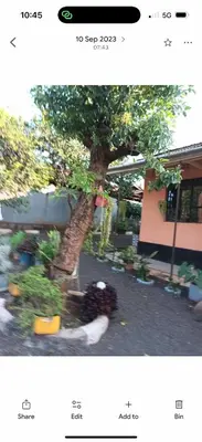 a person sitting under a tree next to a tree at Bibi Cosy Cottage in Moshi