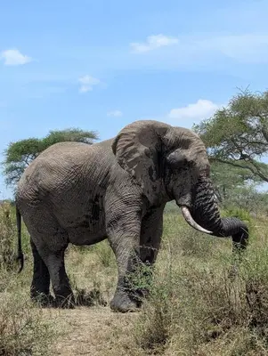 an elephant walking in a field of grass at Morris Eco Safaris in Arusha