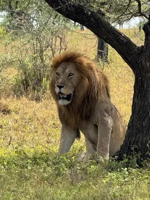 a lion sitting in the grass next to a tree at Morris Eco Safaris in Arusha