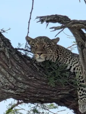 a leopard is sitting in a tree at Morris Eco Safaris in Arusha